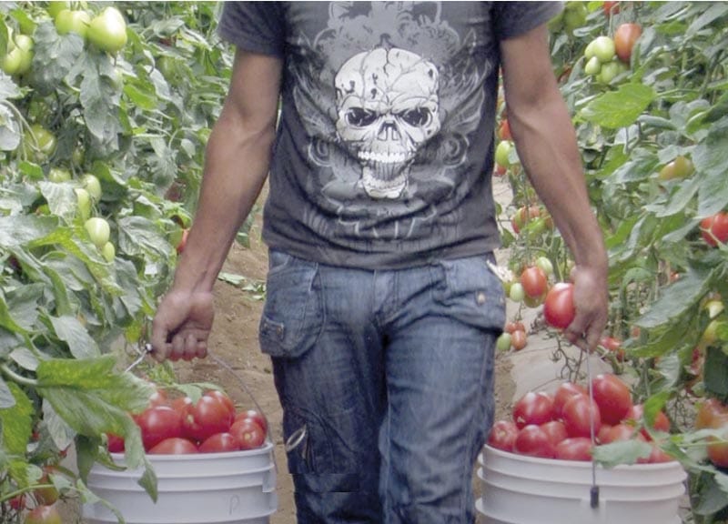 ¡ARANCELES IMPACTAN A PRODUCCIÓN Y PRECIO DE TOMATE MEXICANO!