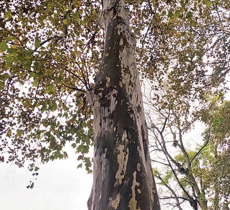 ¡AMBIENTALISTAS VS. SESVER! -Por Tala de Árboles