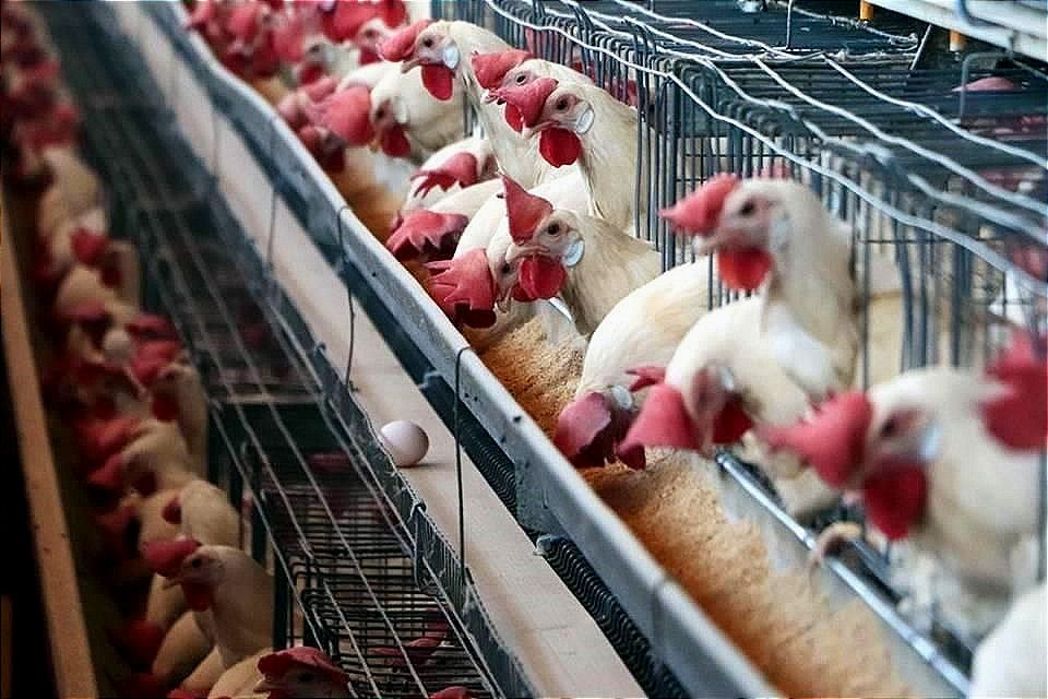 LO QUE FALTABA! -Reportan Brote de Gripe Aviar... "El brote detectado en una primera granja en Cajeme, Sonora, mató a 15 mil gallinas ponedoras de un corral de 90 mil..."