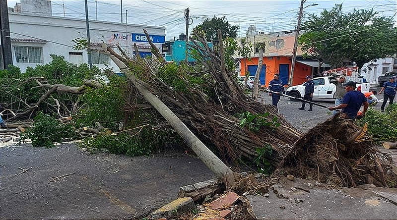 ¡NORTE EXPLOSIVO! -*MÁS DE 11 ÁRBOLES CAÍDOS O A PUNTO DE CAER; DOS POSTES DE TELEFONÍA, CINCO LUMINARES, 5 LÁMINAS...