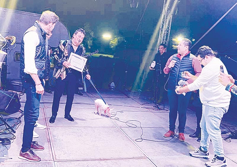 ¡REGALAN A KANZELA CERDITA DE MASCOTA! -*Se llama La Chabela y fue donada por ganaderos del municipio de Veracruz