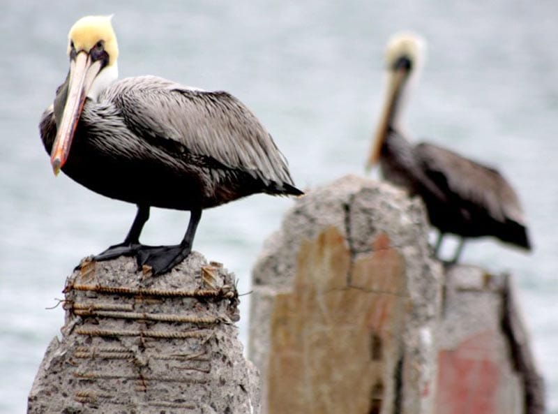¡ATERRIZAN PELÍCANOS EN EL CASTILLO!- ...Y Los Atacan