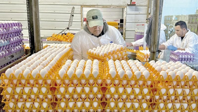 ¡GRIPE AVIAR DEVASTA GRANJAS EN CALIFORNIA!