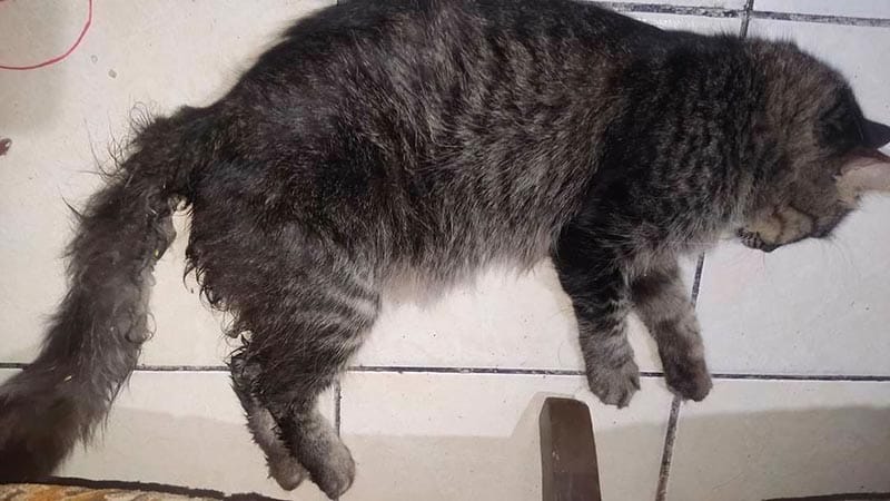 ¡ZOOFILIA EN LOMAS DE RÍO MEDIO 3! -