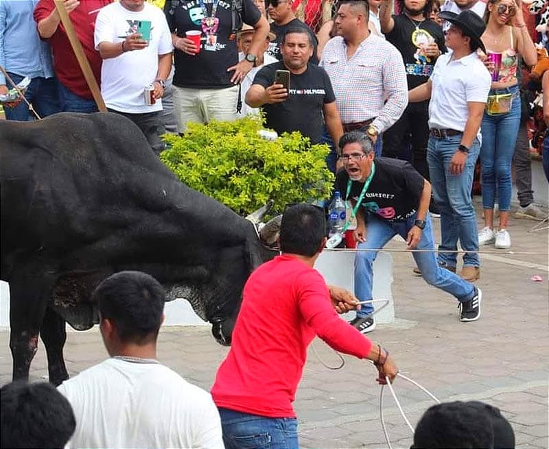 ¡SEIS LESIONADOS EN LA ‘SUELTA DE TOROS’! -Las fiestas de la Candelaria en su edición número 247