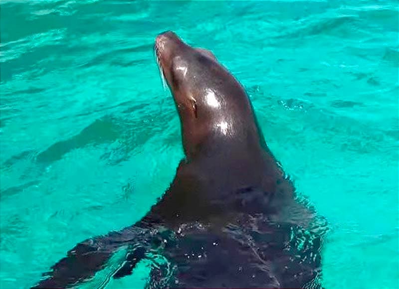 ¡ESTÁN BAJO RESGUARDO! - Y QUIEREN QUE SE ENAMOREN