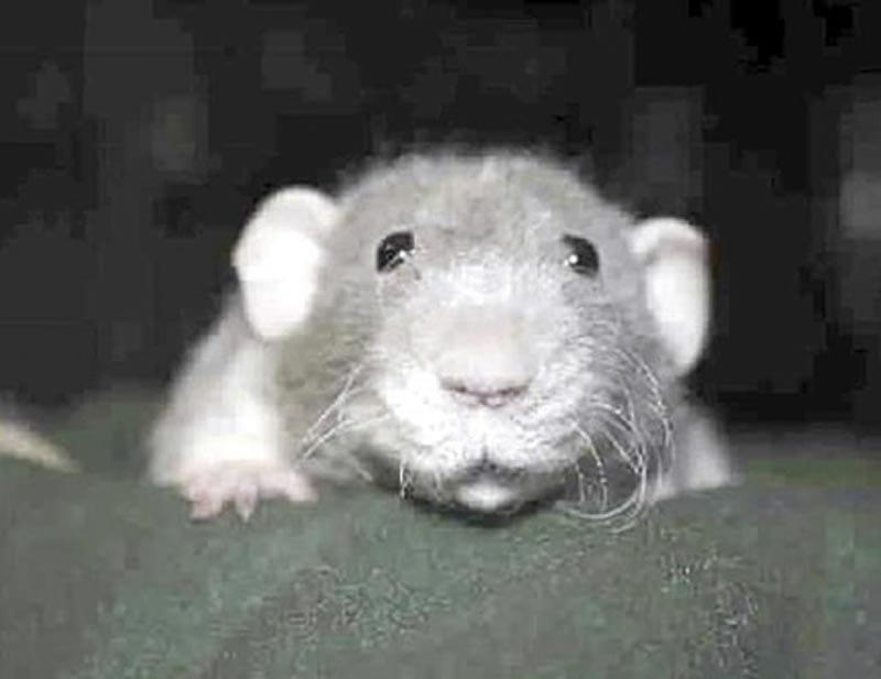 ¡SE DROGAN RATAS CON MARIGUANA DE ESTACIÓN POLICIAL DE EU!