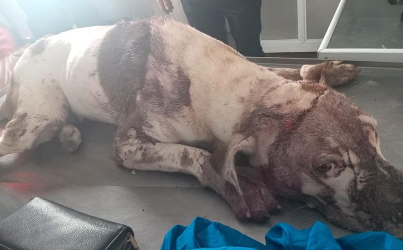 ¡VECINO ATACÓ A MACHETAZOS AL PERRITO “DACKS”!