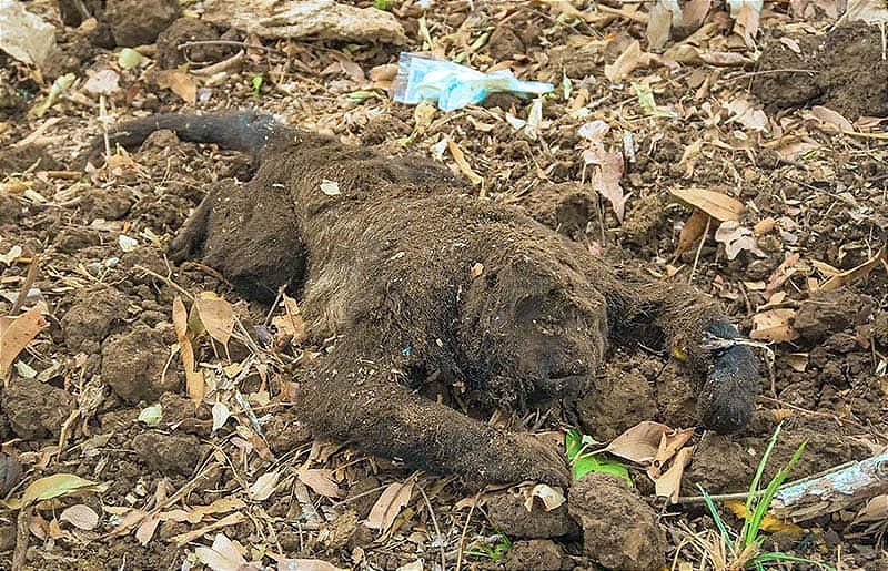 ¡APARECEN MÁS MONOS AULLADORES MUERTOS!