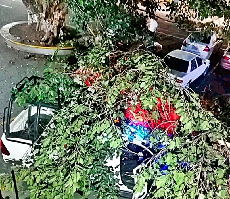 ¡SE LES VINO EL ÁRBOL ENCIMA! - *SE ACERCARON BUSCANDO LA SOMBRA