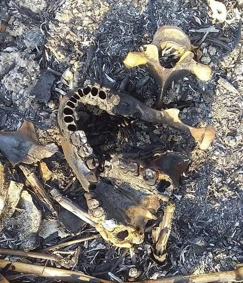 ¡CAMPESINO ENCUENTRA OSAMENTA EN LA ORILLA DEL RÍO!