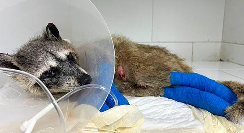 ¡MAPACHE ABUELITA VÍCTIMA DE INCENDIO EN EL PASTIZAL!