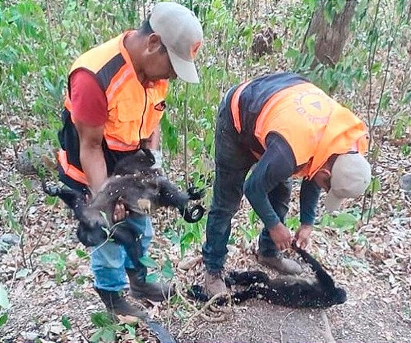 ¡GOLPE DE CALOR MATA MONOS AULLADORES EN HUEYAPAN!