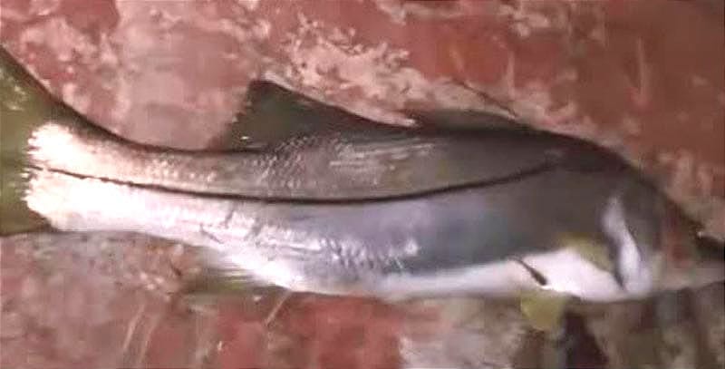 ¡PESCAN UN “MONSTRUO”!