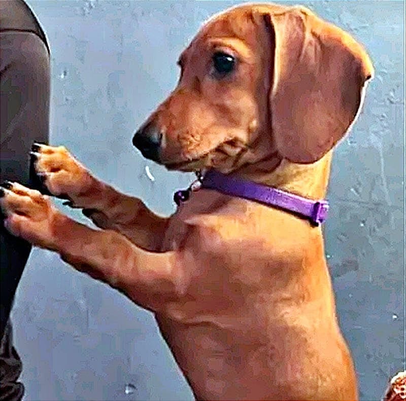¡SE ROBAN PERRITA SALCHICHITA EN EL INFONAVIT BUENAVISTA! - ES LA MASCOTA DE UNA BEBÉ