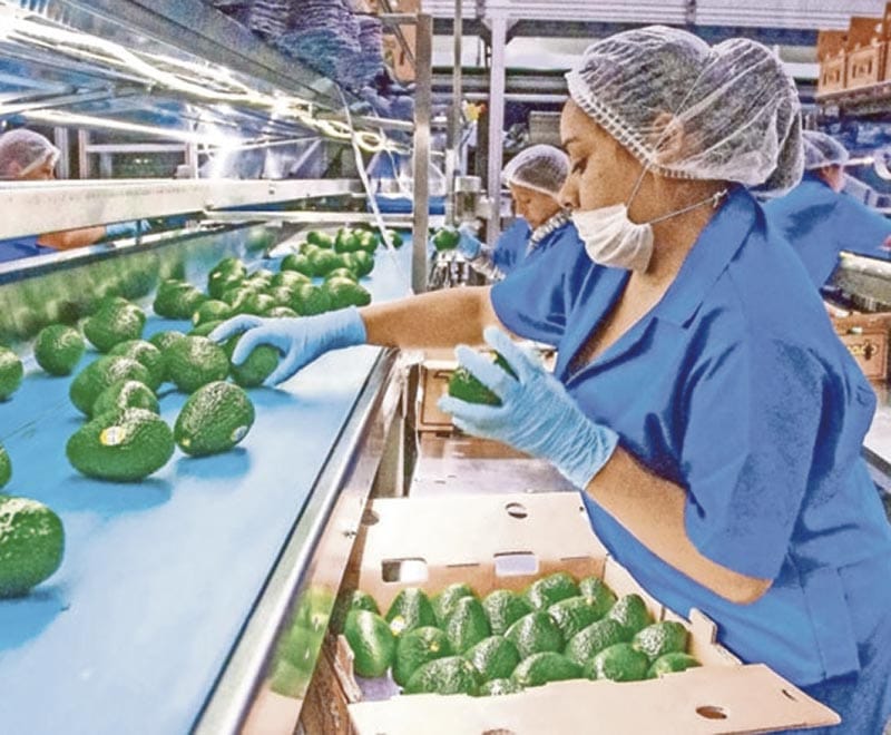 ¡GOBIERNO DE BIDEN SUSPENDE LA IMPORTACIÓN DE AGUACATES DE MICHOACÁN! - POR AGRESIÓN A INSPECTORES DE EU