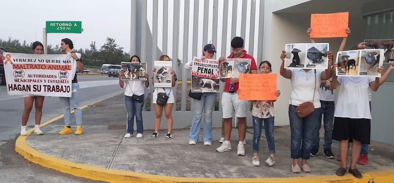 ¡DENUNCIAN MALTRATO Y ENVENENAMIENTO MASIVO DE MASCOTAS!
