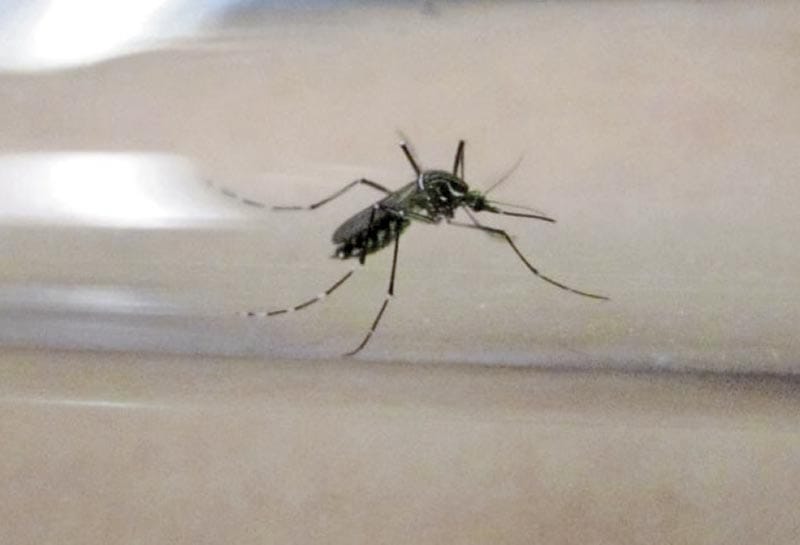 ¡EU ALERTA DE AMENAZA DE DENGUE EN EL PAÍS TRAS DISPARARSE LOS CASOS EN EL MUNDO!