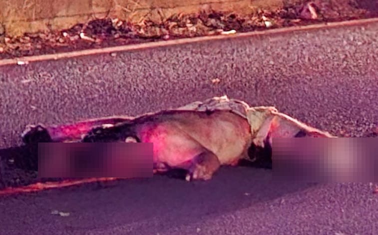 ¡“JINETE DE ACERO” PIERDE LA VIDA EN SAN ANDRÉS TUXTLA!