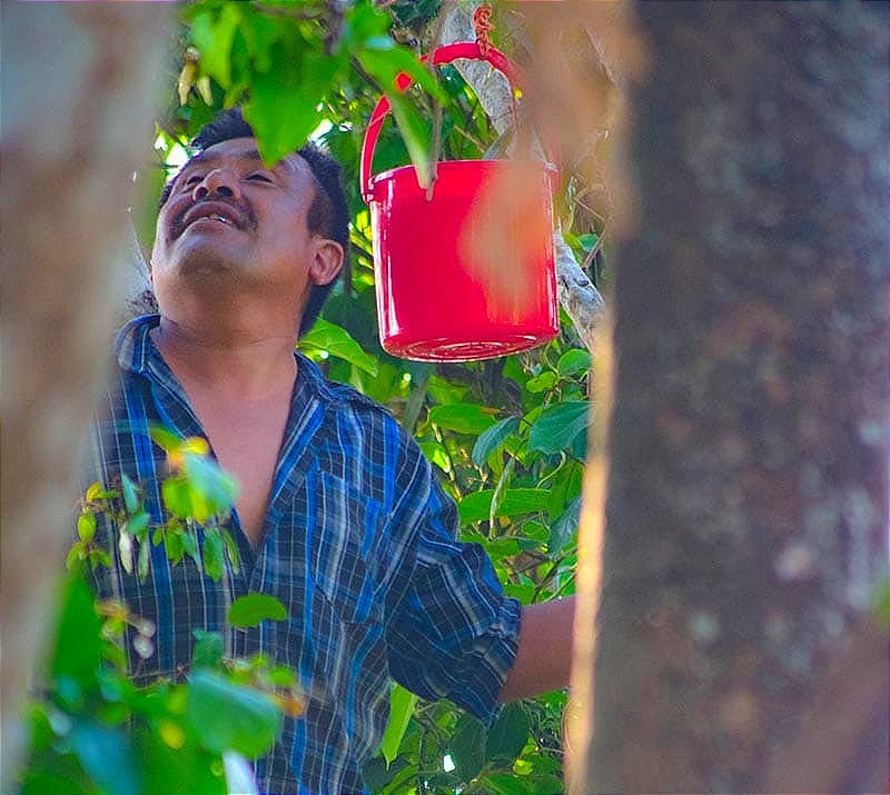 ¡LES PONEN BEBEDEROS! - *Se alerta que la muerte de los Monos Saraguato es el inicio de algo más grande