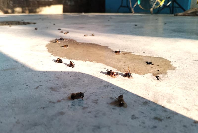 ¡HAY QUE CORRER EN ZIG ZAG Y NO GRITAR!