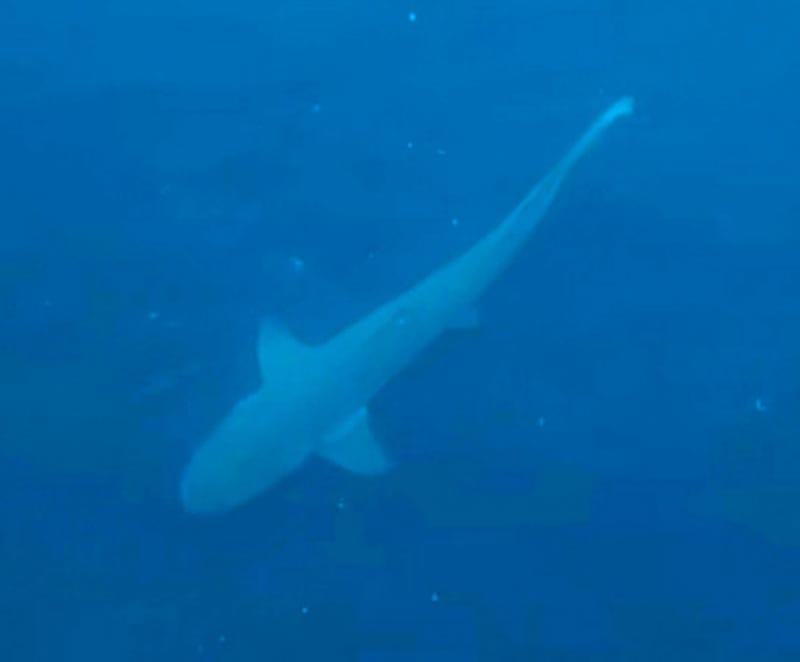 ¡GRABAN CHIQUI-TIBURÓN!