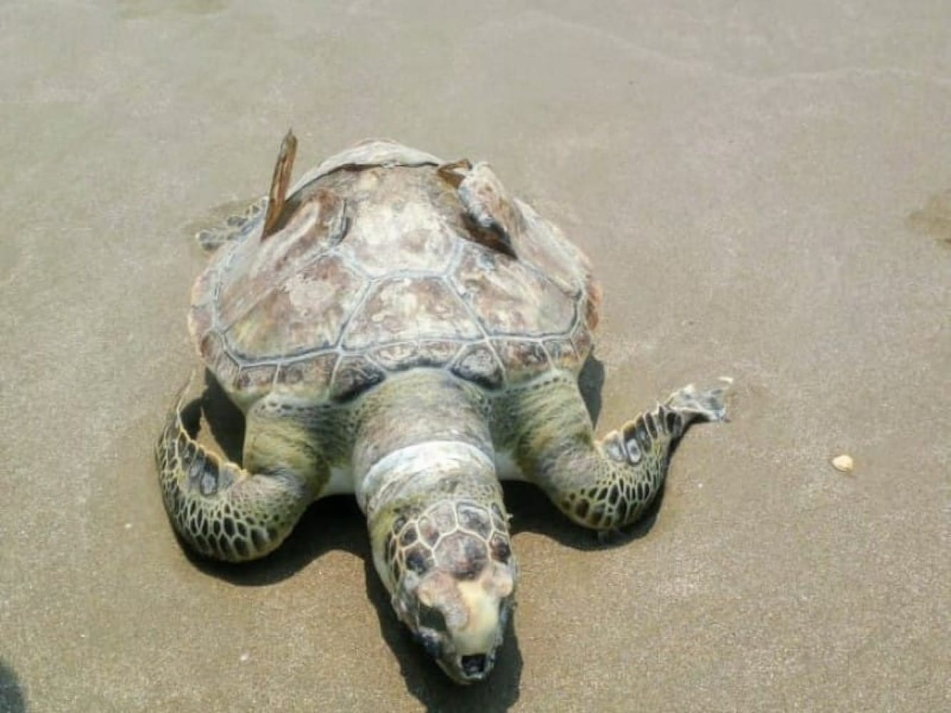 ¡ENCUENTRAN TORTUGA MUERTA EN LA ISLA DEL AMOR!