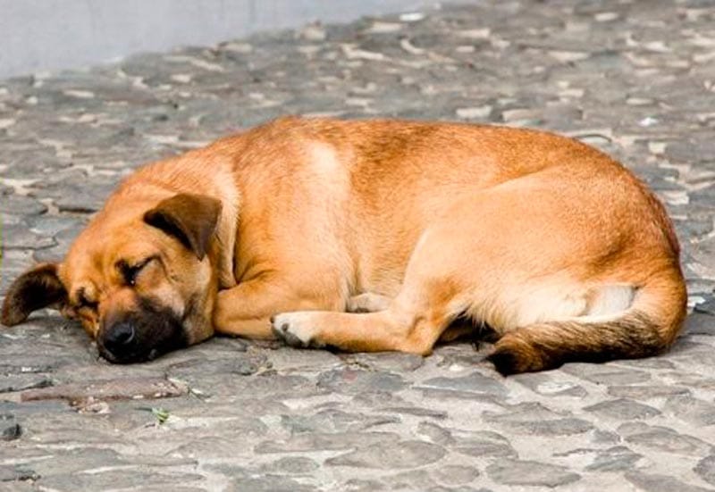 ¡PIDEN CÁRCEL PARA TAXISTA QUE MATÓ A PERRITO “EL CHINO”!