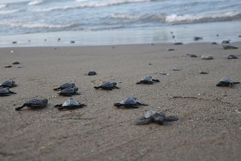¡ARRIBAN 5 TORTUGAS A CHACHALACAS!