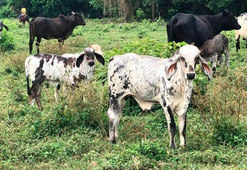 ¡EU PROHÍBE IMPORTACIÓN DE GANADO! - Y CIERRA LA FRONTERA