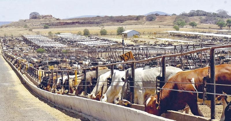 ¡ANTICIPAN RIESGO DE ABASTO DE CARNE Y AUMENTO DE PRECIOS!