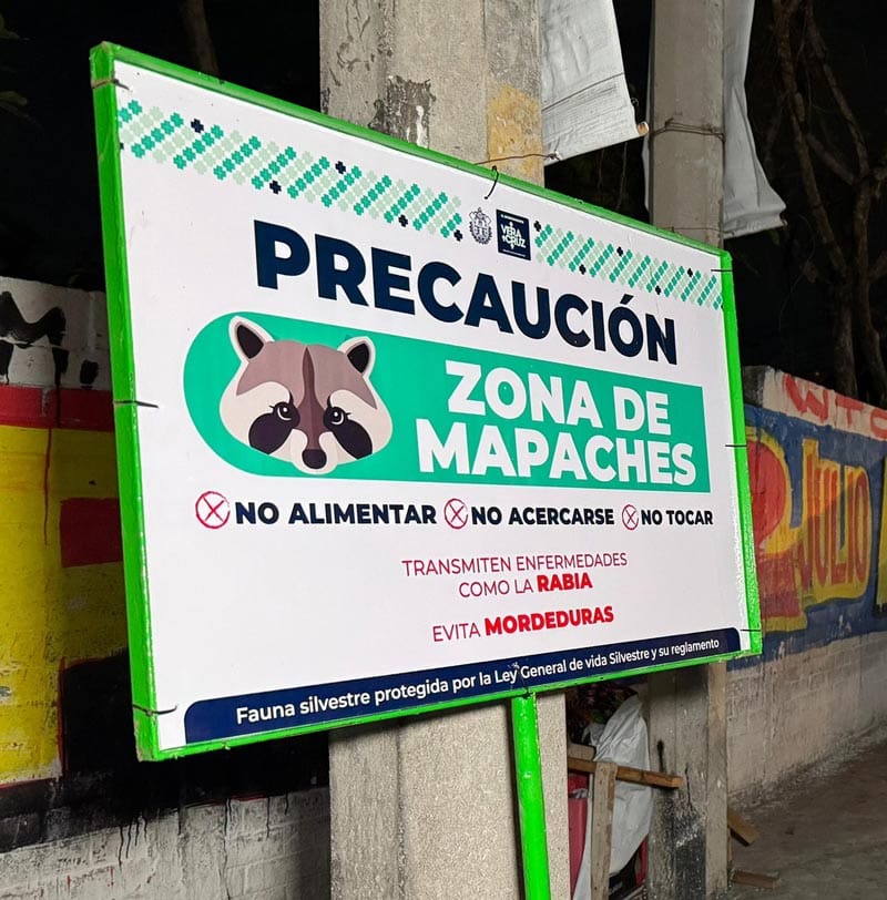 ¡ALERTAN POR LOS MAPACHES! - *No alimentarlos, no tocarlos, pueden transmitir enfermedades