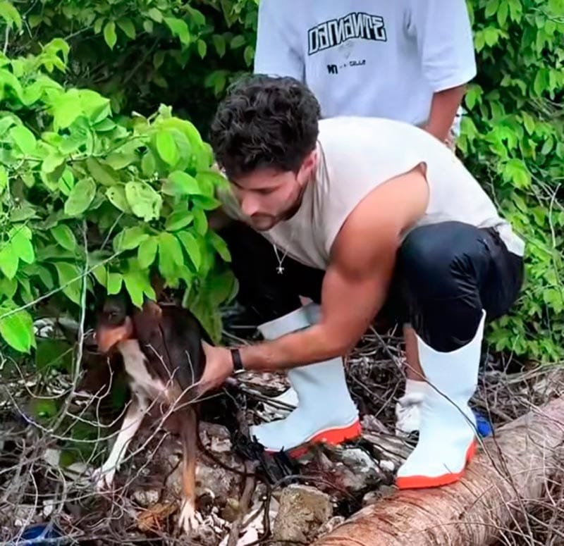 ¡DESCUBRE ACTOR ISLA CON PERROS Y GATOS!