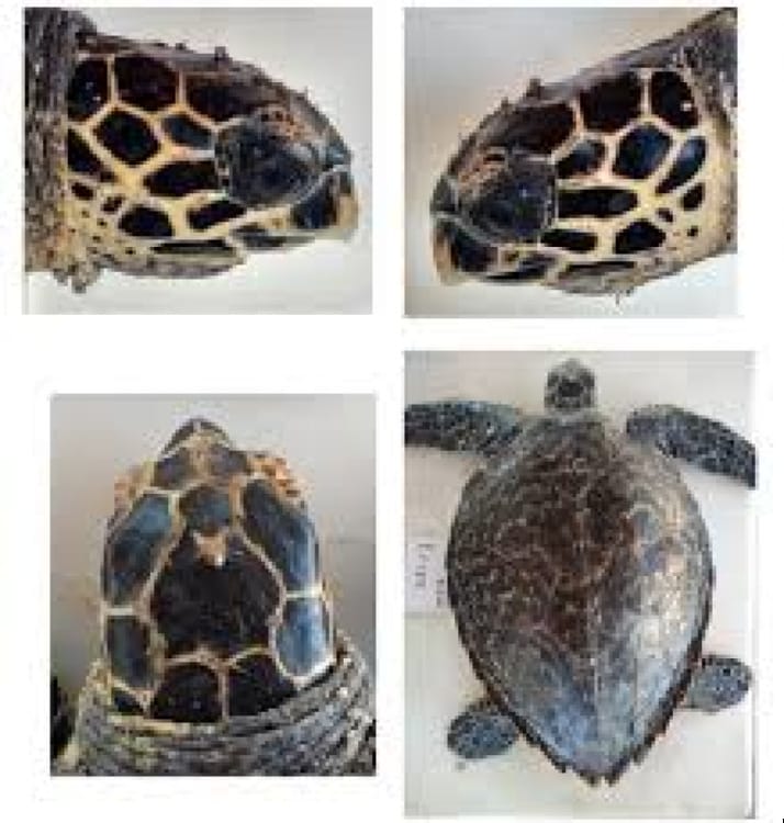 ¡TENDRÁN TORTUGAS FOTO-IDENTIFICACIÓN!
