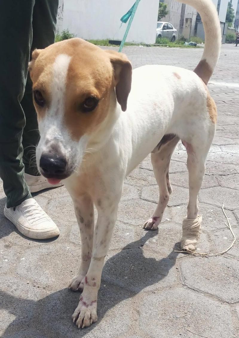 ¡ACTIVISTAS VAN POR LA TAQUERÍA!