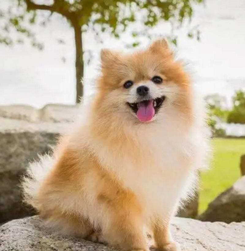 ¡ROBAN PERRITA RAZA POMERANIA EN LOS TORRENTES!