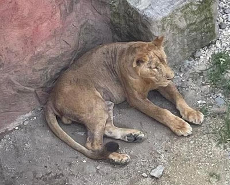 ¡PRIMERO UN CANGURO, AHORA UN LEÓN, EL QUE MUERE EN ORIZABA!