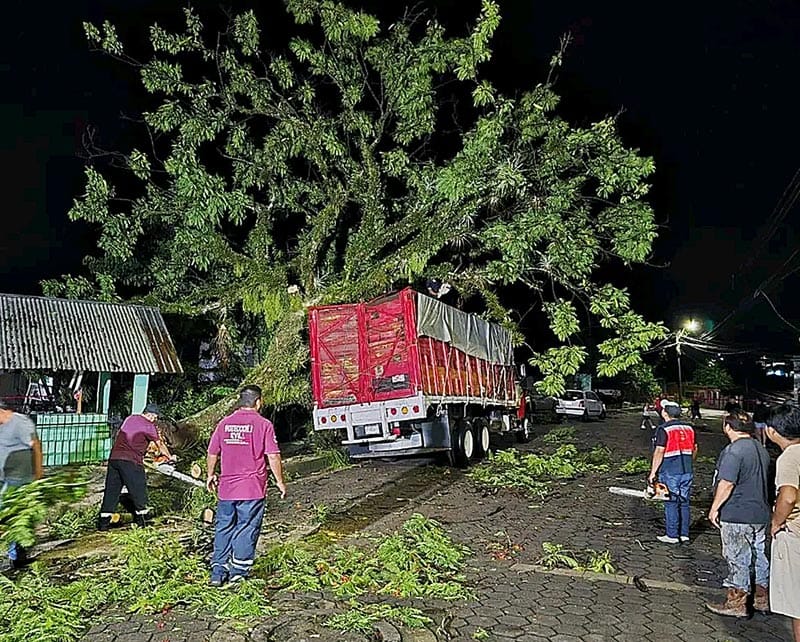 ¡SE DESPLOMA ÁRBOL Y APLASTA A CAMIÓN CARGUERO!