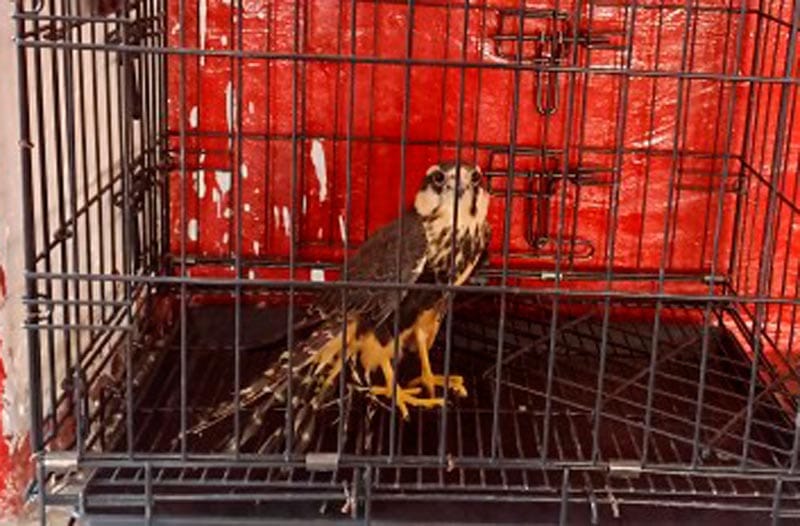 ¡Y RESCATAN UN ÁGUILA!