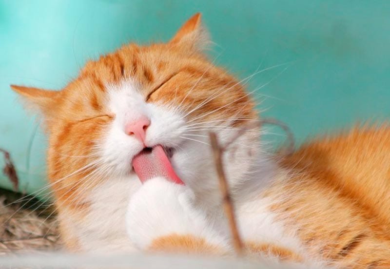 ¡DÍA MUNDIAL DEL GATO!