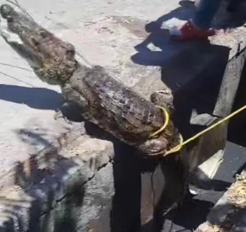 ¡SE LES APARECE “ALIGÁTOR”! - EN MEDELLÍN