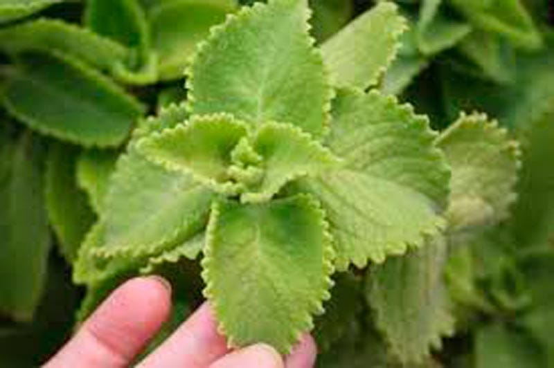 BENEFICIOS DEL ORÉGANO OREJÓN