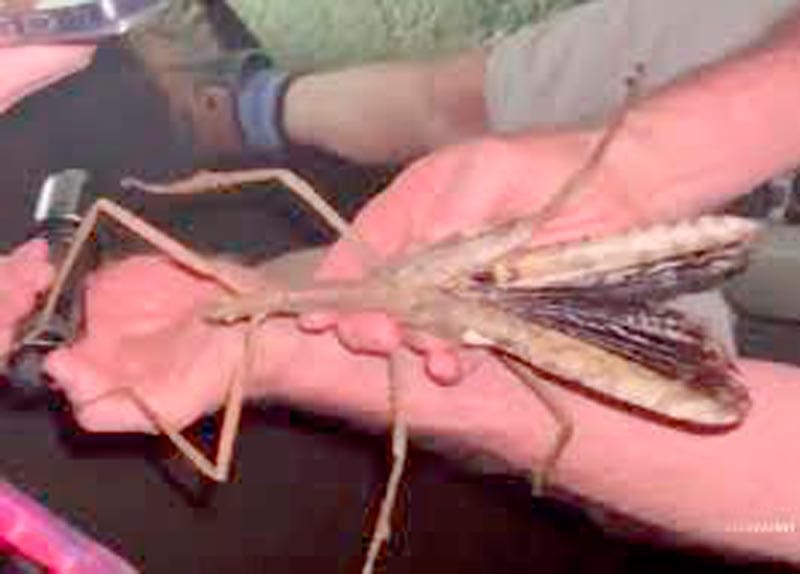 DESCUBREN EN AUSTRALIA EL QUE PODRÍA SER EL INSECTO PALO MÁS PESADO JAMÁS ENCONTRADO