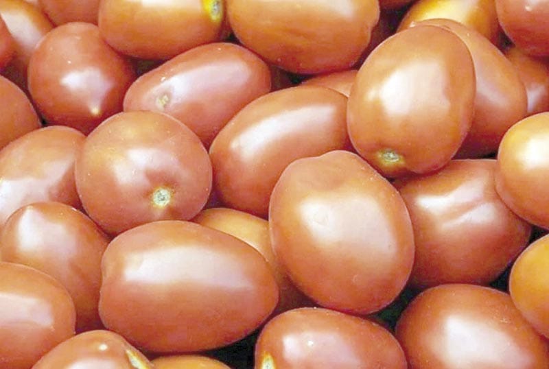 ¡ACUERDAN PRECIO MÍNIMOS DE TOMATE PARA EXPORTACIÓN!
