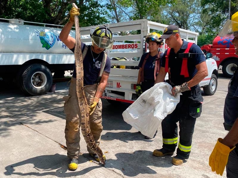 ¡ATRAPAN SERPIENTE Y SALVAN A GATITO DE SER DEVORADO!
