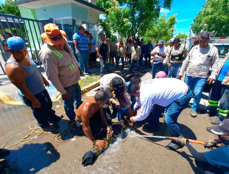 ¡CAPTURAN AL “PRIMO” DE GODZILLA EN PUENTE MORENO! - COCODRILO CASI DE 2 METROS ESTABA DENTRO DE COLECTOR PLUVIAL
