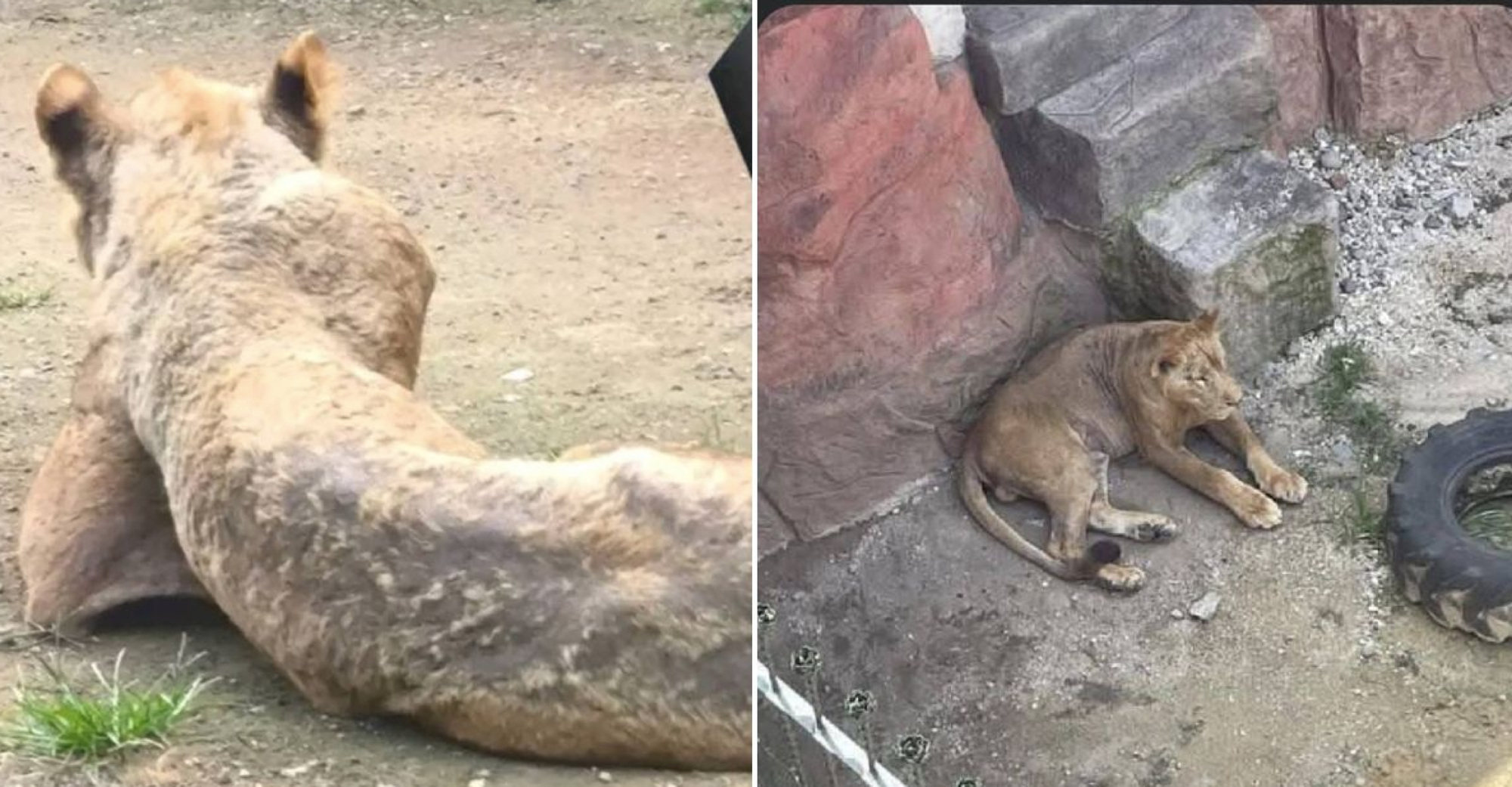 ¡EL LEÓN DE ORIZABA ESTABA ENFERMO!