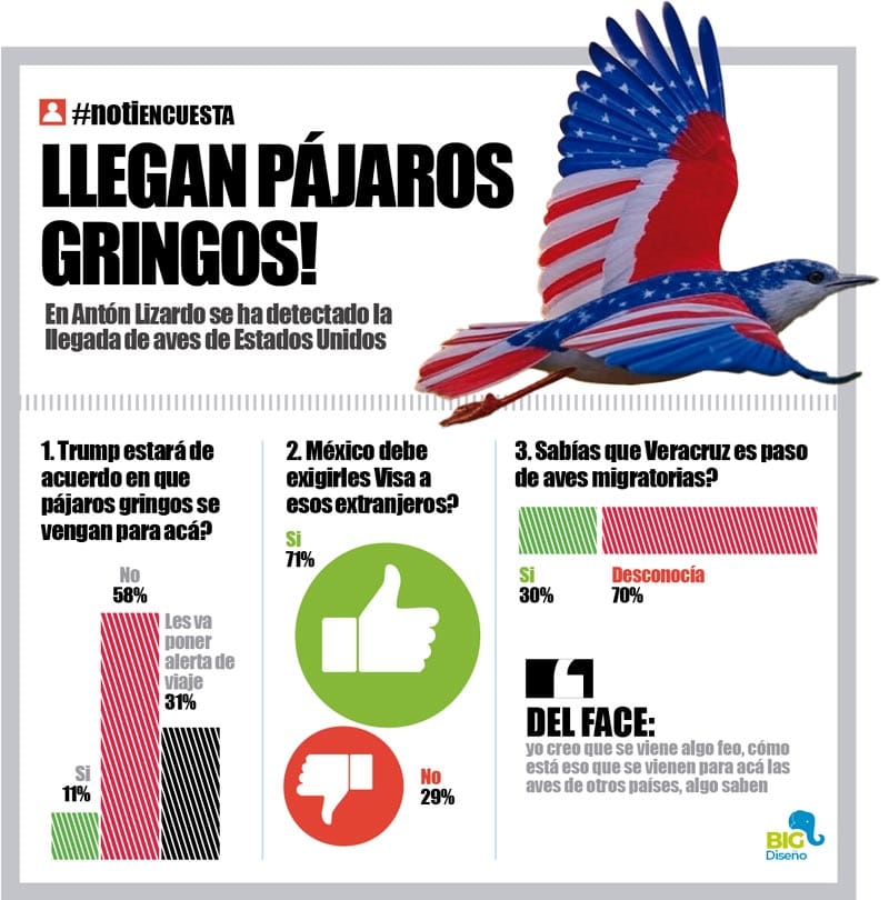LA ENCUESTA | - LLEGAN PÁJAROS GRINGOS!