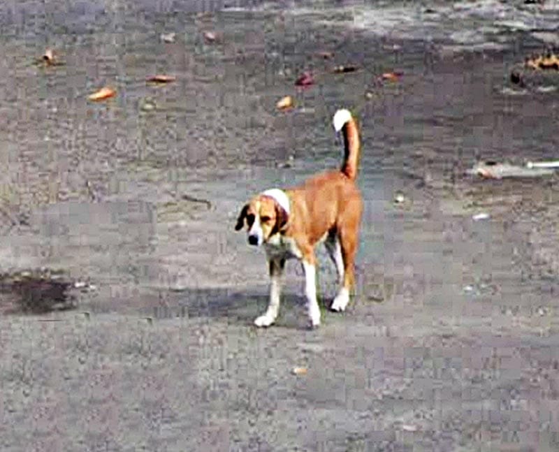 ¡VECINO AMENAZA CON ENVENENAR A LOS PERRITOS CALLEJEROS!