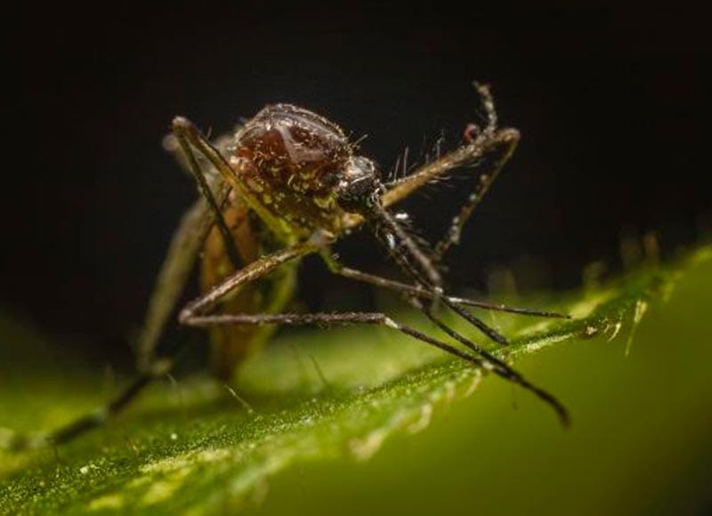 ¡NUEVO CASO DE ZIKA EN VERACRUZ!